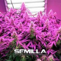 Semilla_Mestis