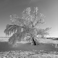 Capricious_The Zenith Passage