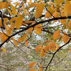 Concert Opener (Tentative/Test)