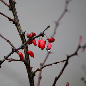 წწრწრწრწ