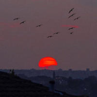 Remedio_Acusticos E Valvulados