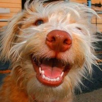 Last Will And Testament_Propagandhi