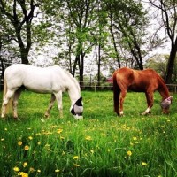 Song' song_Daniel New