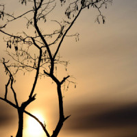 Fire Stone_Immortal Warriors