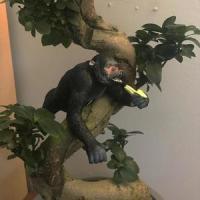 Monkey Business_Danger Danger