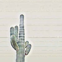 A Funeral For Earth_Star Lizard