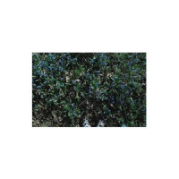 I STAND ALONE_Tom Donahue