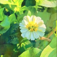 The Rock Bite_Metal Wind