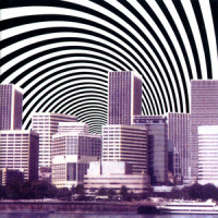 Chrysanthemum_Everclear