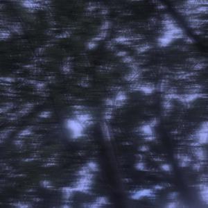 Los Patos Y Las Patas