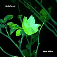 I Live Evil_Onsdags Band