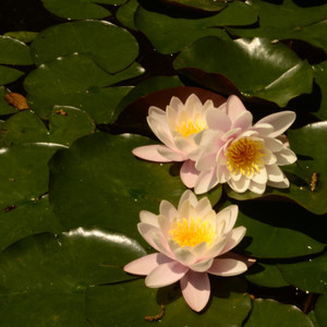 გრეაჰჰჰ