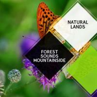 Mountainside Forest_Jonathan Sefcik