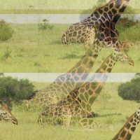 Hammered_Motley Crue