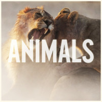 Animals_Maroon 5