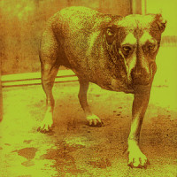 Shame In You_Alice in Chains