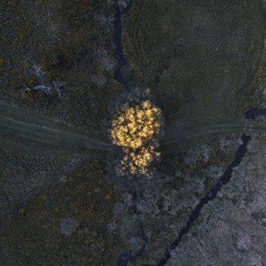 Together We Will Live Forever (Fingerstyle)