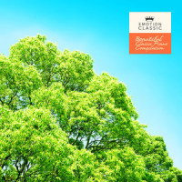Grieg: Morning Mood (Nature Ver.)_Edvard Grieg