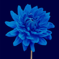 BLUE_OLIVER (올리버)
