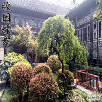 故园蝶舞_言和,ReverP,洛天依