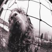 Indifference_Pearl Jam