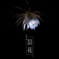 昙花_洛天依