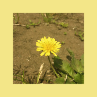 민들레_OOHYO (우효)