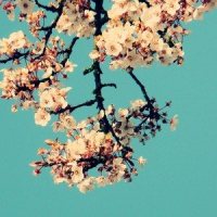 Carpe Diem_Indii G.,Kuzu mellow