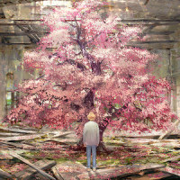 樱花樱花想见你_优十_先生
