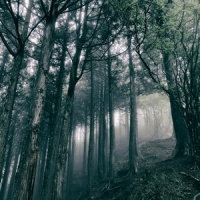 Between The Trees_小濑村晶