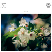 觅香_幻都,洛天依