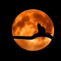 Evening Rhapsody_Yoga Tribe,Native American Flute,Deep Sleep