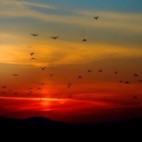 Sounds of Thought_Tranquil Music Sound of Nature,Deep Sleep,Massage Music