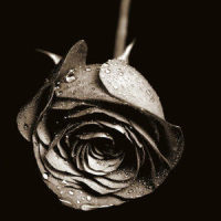 Blak Rose_Ty Dolla $ign,Tory Lanze