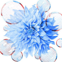 花_Ms.OOJA