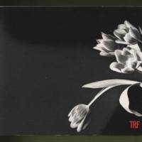 EARL GRAY_TRF