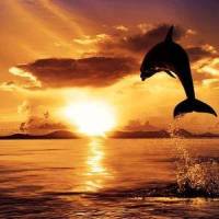 Chillstep_Alex Skrindo