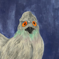 Pigeon_Dasutt