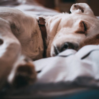 Sound of Serenity_Sleep Sounds of Nature,Massage Music,Deep Sleep