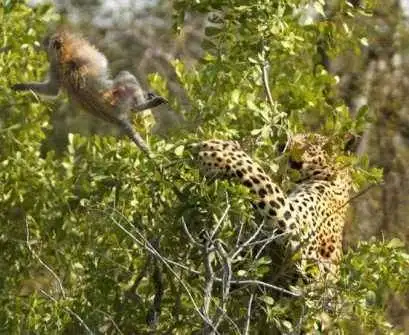 Animal Behavior|SheetMusicGo