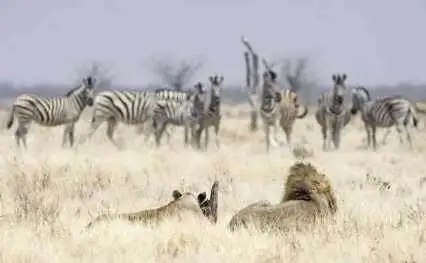 Animal Behavior|SheetMusicGo