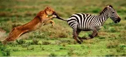 Animal Behavior|SheetMusicGo