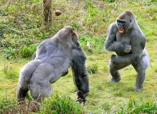 chimpanzees scream and stomp|SheetMusicGo