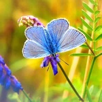 “Pieces for Beginners No. 22, Op. 70”钢琴课程-Johann Hermann Berens-天天钢琴