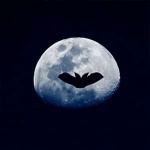 “The Vampire Waltz”钢琴课程-Al B. Coney-天天钢琴