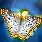 “Pieces for Beginners No. 27, Op. 70”钢琴课程-Johann Hermann Berens-天天钢琴