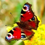 “Pieces for Beginners No. 28, Op. 70”钢琴课程-Johann Hermann Berens-天天钢琴