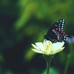 “Pieces for Beginners No. 3, Op. 70”钢琴课程-Johann Hermann Berens-天天钢琴