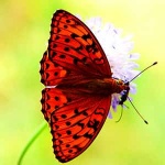 “Pieces for Beginners No. 8, Op. 70”钢琴课程-Johann Hermann Berens-天天钢琴