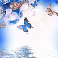 El Amar_Kim Morrison